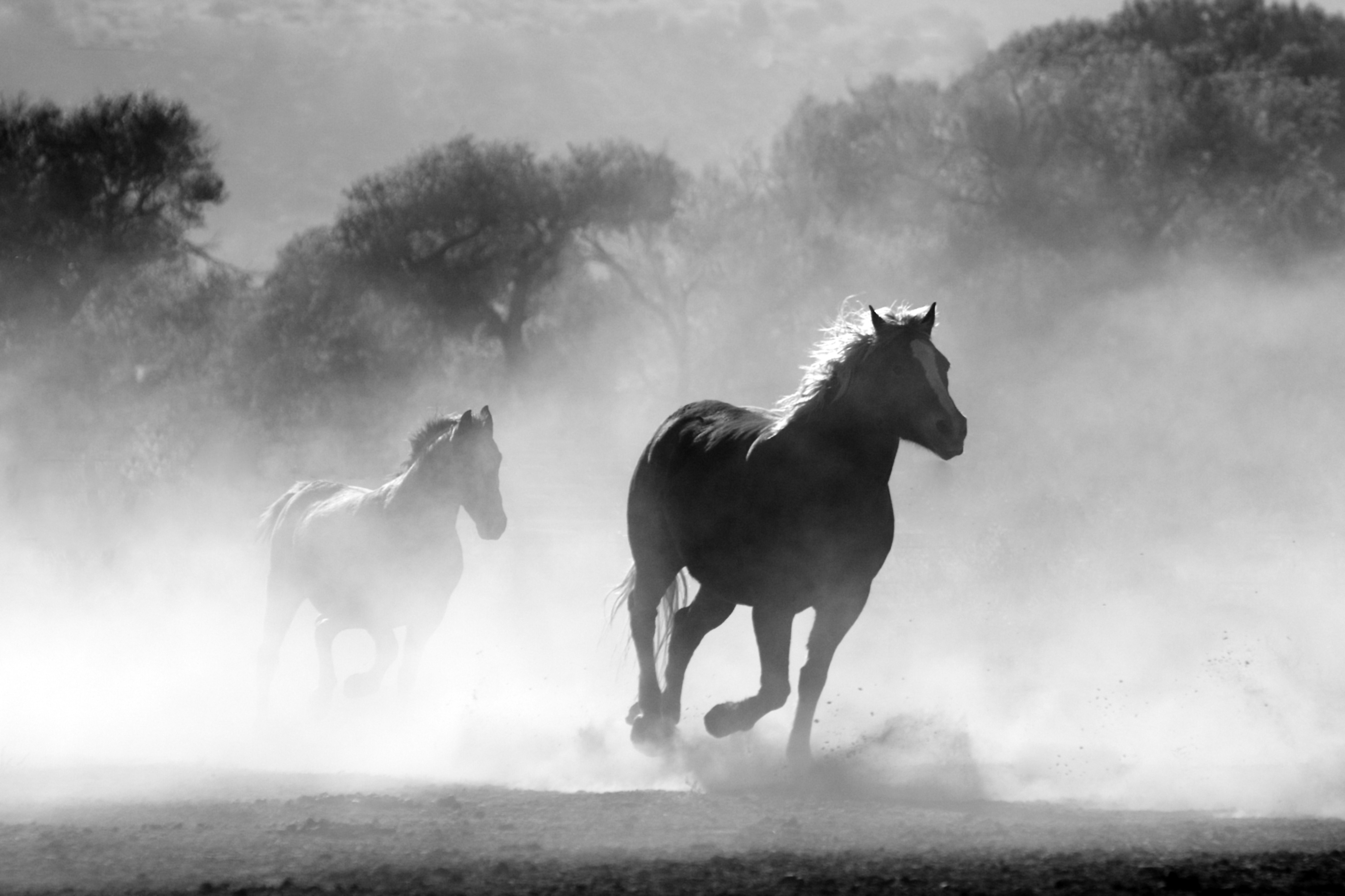 Paarden